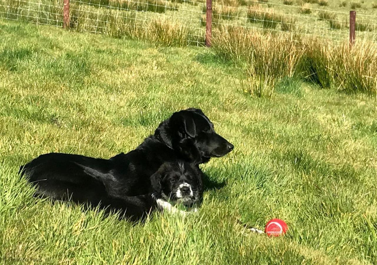 Dog Friendly Cottage, Geufron Farm Near Tywyn Bryn-crug Bagian luar foto